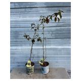 2 - Thornless Boysenberry Bushes