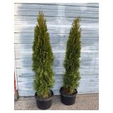 2 - 6' Emerald Green Arborvitae