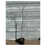 Eddies White Wonder Pacific Dogwood Tree