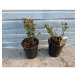 2 - Lingonberry Bushes