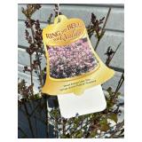 Dwarf Korean Lilac Tree