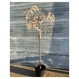 Snow Fountains Weeping Cherry Tree