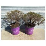 2 - Cobalt-N-Gold Hypericum Plants