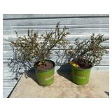 2 - Coral Beauty Bearberry Cotoneasters