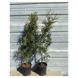 2 - Sky High Arborvitae