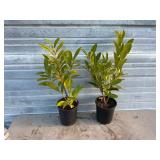 2 - Schipkaensis Cherry Laurels