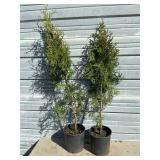 2 - Sky High Arborvitae