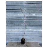 Purple Blow Maple Tree