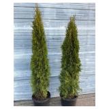 2 - 6' Emerald Green Arborvitae