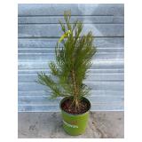 Native Giant Sequoia