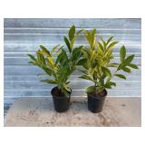 2 - Schipkensis Cherry Laurels