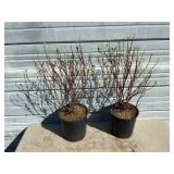 2 - Redtwig Dogwood Trees