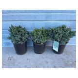 3 - Blue Star Juniper
