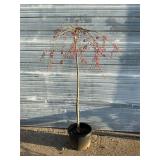 Double Subhirtella Weeping Cherry Tree