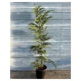 Leyland Cypress Tree