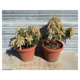 2 - Forest Flame Japanese Andromeda Plants