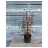 Sunshine Blue Blueberry Bush