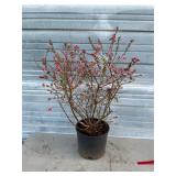 Sunshine Blue Blueberry Bush