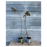 2 - Thornless Boysenberry Bushes