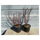 2 - Cardinal Redtwig Dogwood Trees