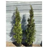 2 - Sky High Arborvitae