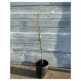 20th Century Asian Pear Tree