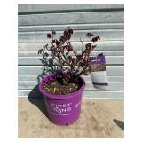 Ramblin' Red Rose Bush