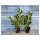 2 - Schipkaensis Cherry Laurels