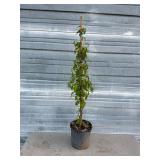 Willamette Raspberry Bush