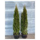 2 - 6' Emerald Green Arborvitae