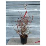 Sunshine Blue Blueberry Bush