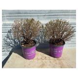 2 - Cobalt-N-Gold Hypericum Plants