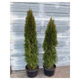 2 - 6' Emerald Green Arborvitae
