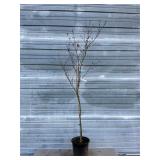 Omure Yama Japanese Maple Tree