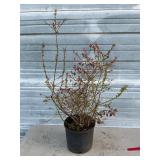 Sunshine Blue Blueberry Bush