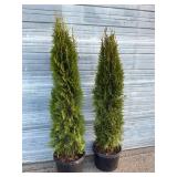 2 - 6' Emerald Green Arborvitae