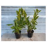 2 - Schipkaensis Cherry Laurels