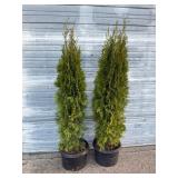2 - 6' Emerald Green Arborvitae