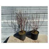 2 - Redtwig Dogwood Trees