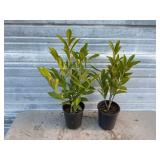 2 - Schipkaensis Cherry Laurels