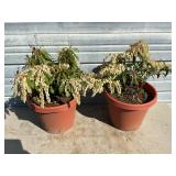 2 - Forest Flame Japanese Andromeda Plants