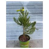 Native Giant Sequoia