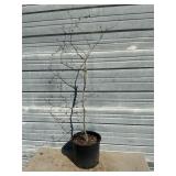 Chinese Ironwood Tree