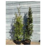 2 - Sky High Arborvitae