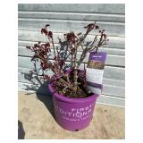 Ramblin' Red Rose Bush