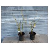 2 - Yellow Twig Dogwood Bushes