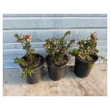 3 - Lingonberry Bushes