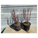 2 - Cardinal Redtwig Dogwood Tree