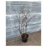 Bluecrop Blueberry Bush