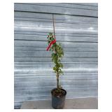 Willamette Raspberry Bush